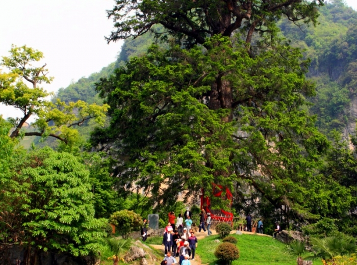 神农架纯玩无购物二日游，探秘官门山物种宝库，登顶神农顶，寻迹神农坛，邂逅天生桥图3