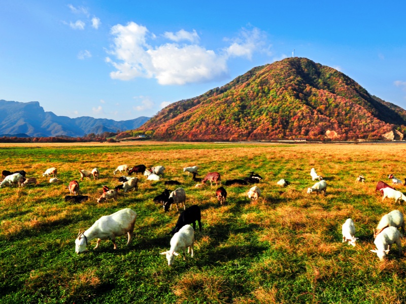 《湿地牧歌》(钟华13797638596拍摄于大九湖)_副本