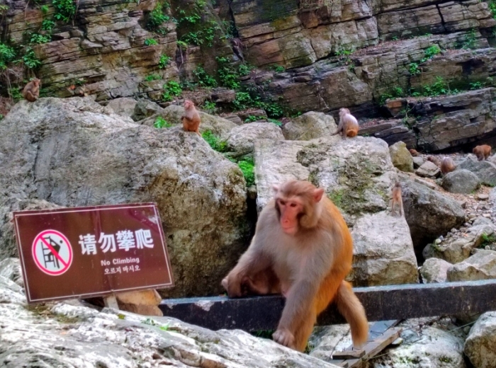宜昌大坝升船机+船进三峡人家二日游跟团游图3