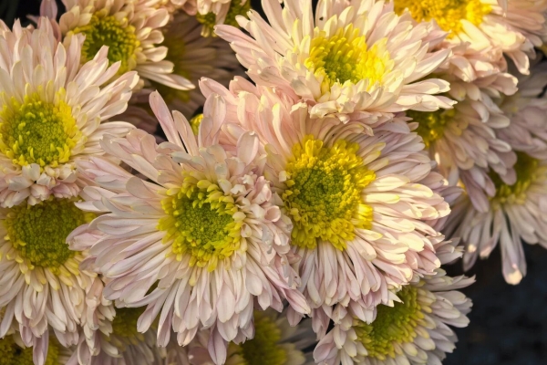 宜昌市第40届菊展13日起端出“文旅大餐” 10余项活动等您来“打卡”