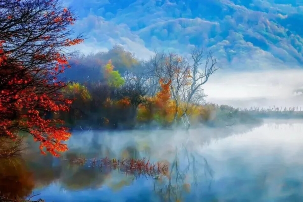 神农架的叶子开始黄了吗?2025神农架大九湖秋景来袭