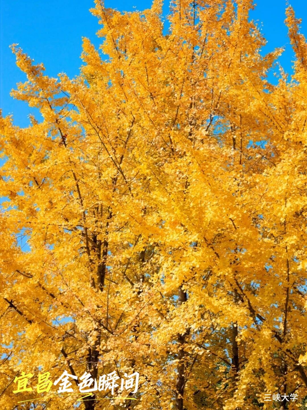 微信图片_2025-11-20_092516_752