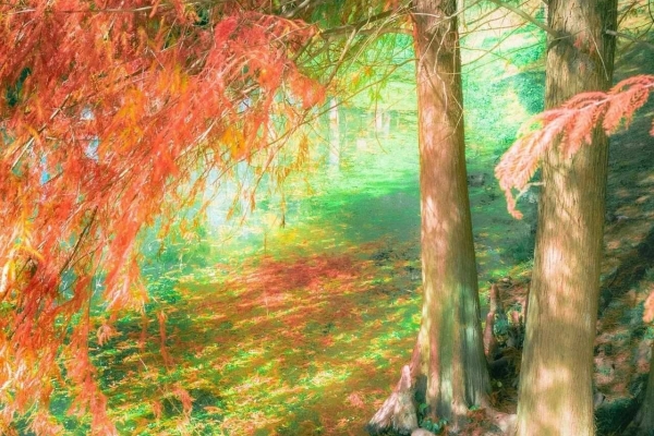 宜昌运河公园的红杉太美了，仿佛置身油画世界