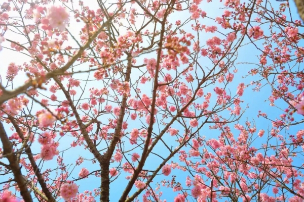 宜昌连续升温，赏花正当时（附2026 宜昌赏花日历）