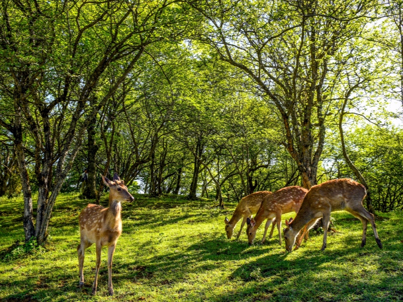 哨兵 拍摄地 大九湖 摄影 刘颖  13805385800_副本