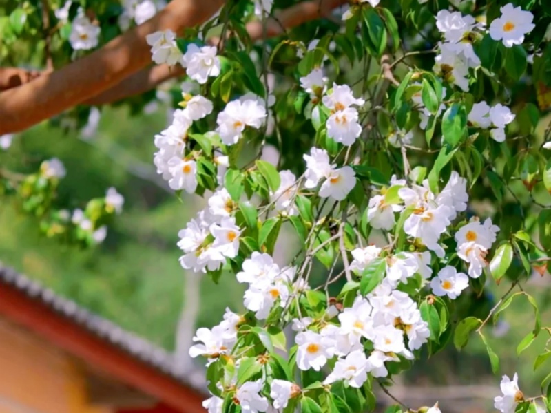 微信图片_2026-03-19_092322_747_副本