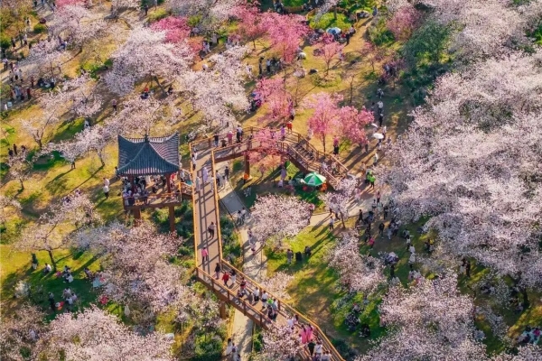 樱花盛放期|湖北赏花热门景点推荐