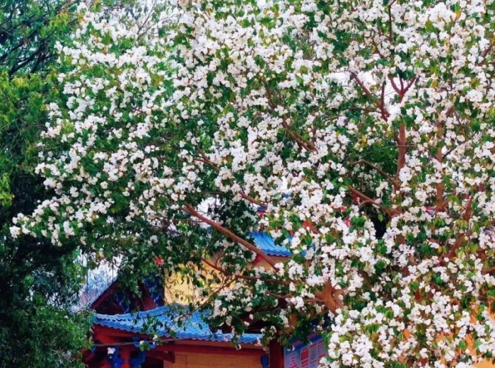 宋山森林公园图2
