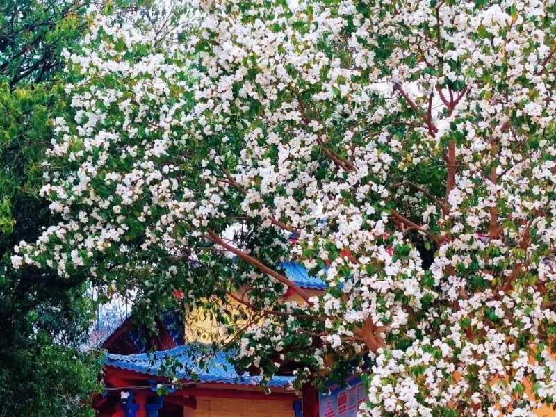 微信图片_2026-03-24_152750_466_副本