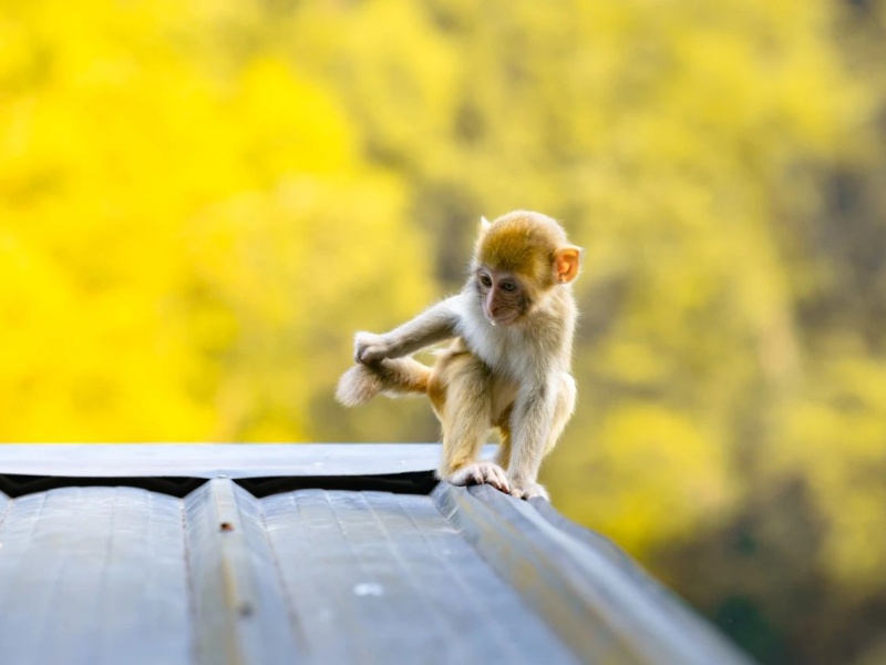 微信图片_20250328101946_副本