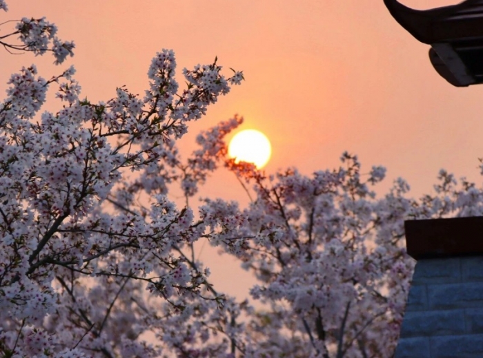 同心花海图2