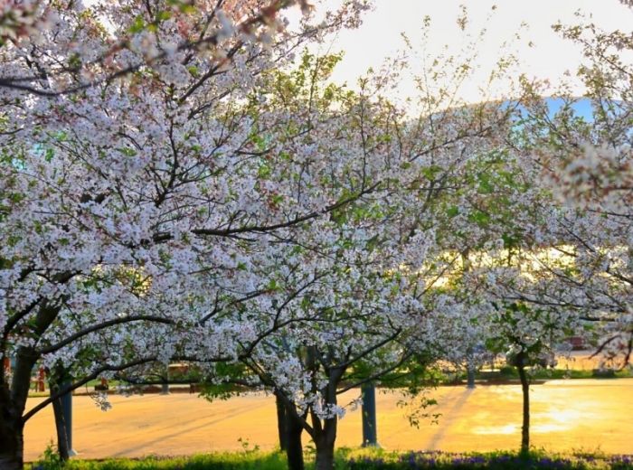同心花海图3