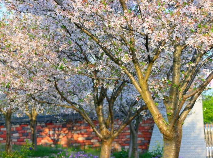 同心花海图5