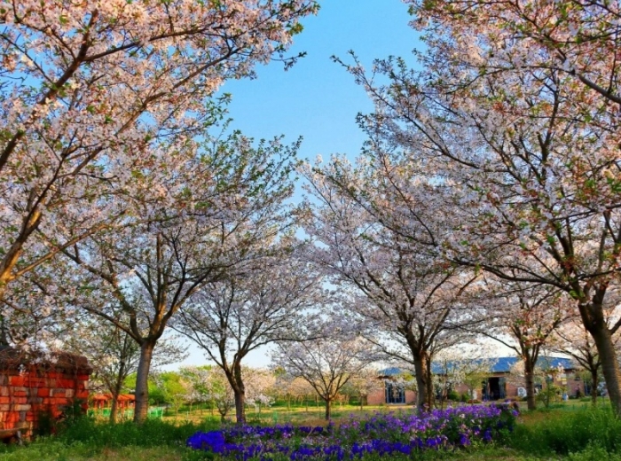 同心花海图6