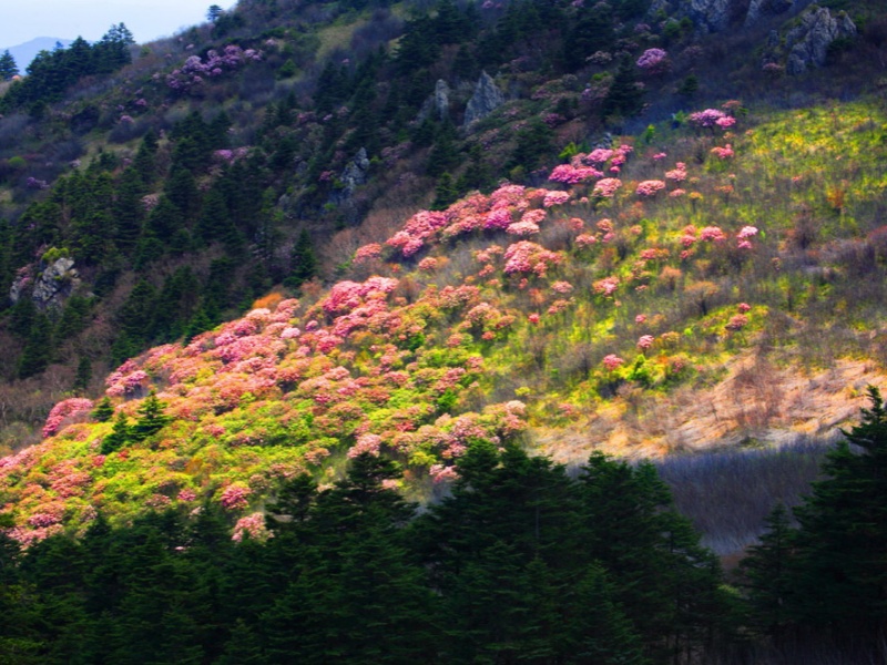 山花烂漫-周德菊_副本