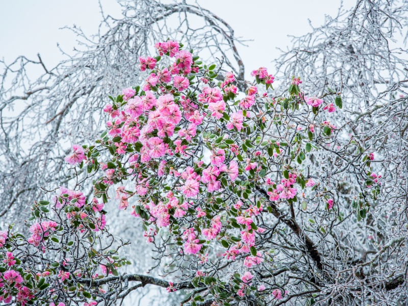犹有花枝俏  刘家荣 13114485666_副本
