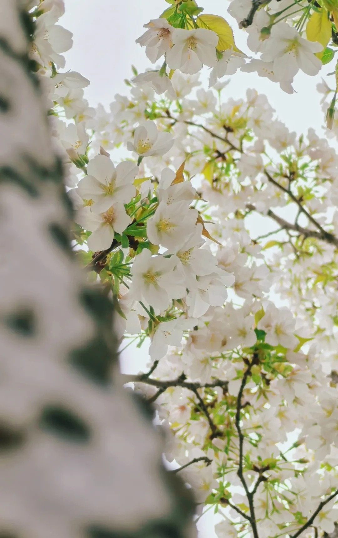 微信图片_2026-04-10_090725_839_副本