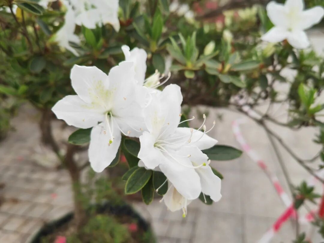 微信图片_2026-04-12_091454_729