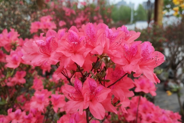 宜昌柏临河湿地公园免费花展，正式开放，快来拍照打卡！