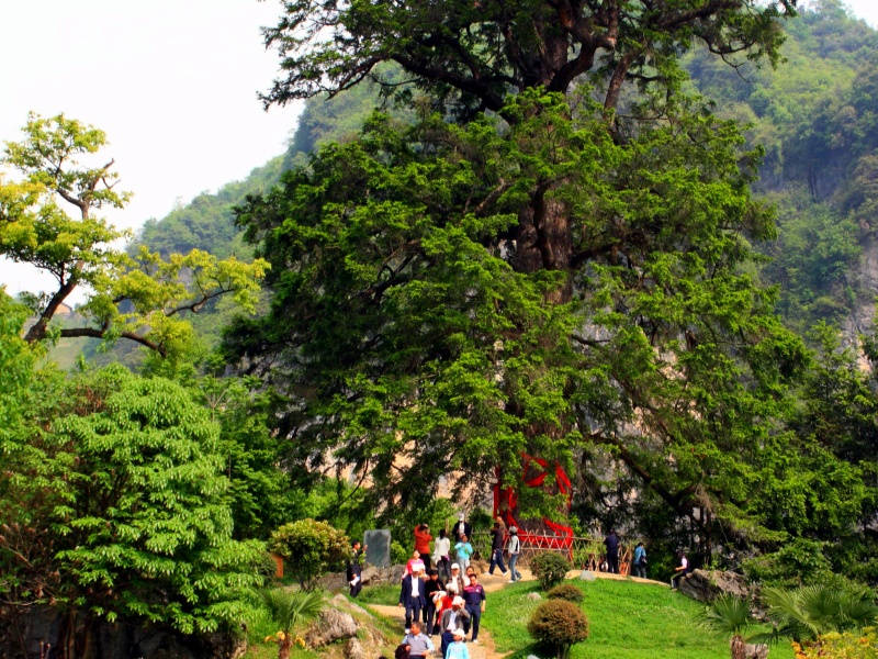 神农架神农坛景区 衫王_副本