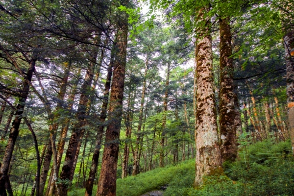 神农架为什么是禁区?为什么这么神秘?
