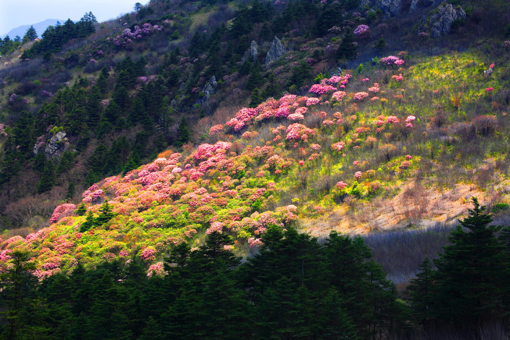 山花烂漫-周德菊