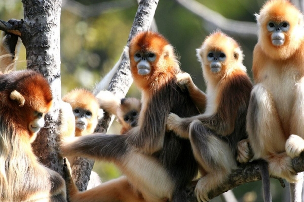 神农架在哪里?神农架必去5个景点