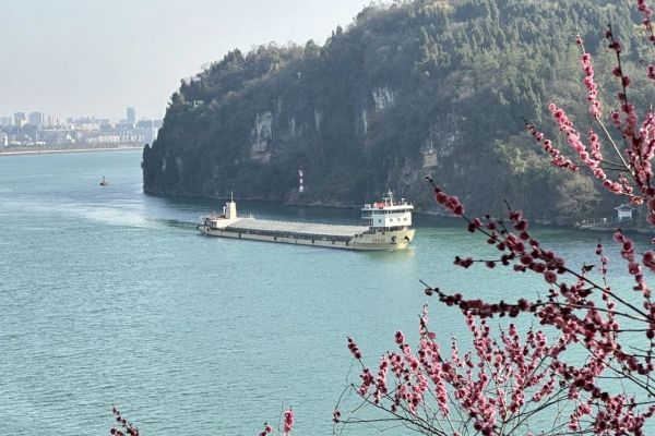 醉美西陵峡飘洒桃花雨