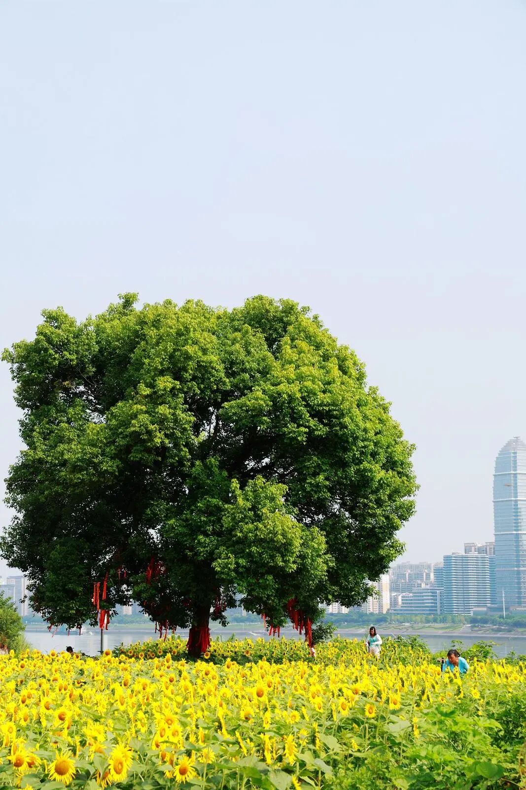 微信图片_2026-08-10_085909_216