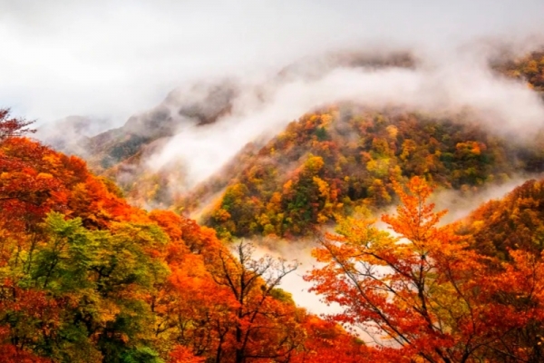 神农架秋色正在加载!全景 / 溪谷 / 五郎青羊多线徒步赏秋指南,附最佳观赏时间与出行提示